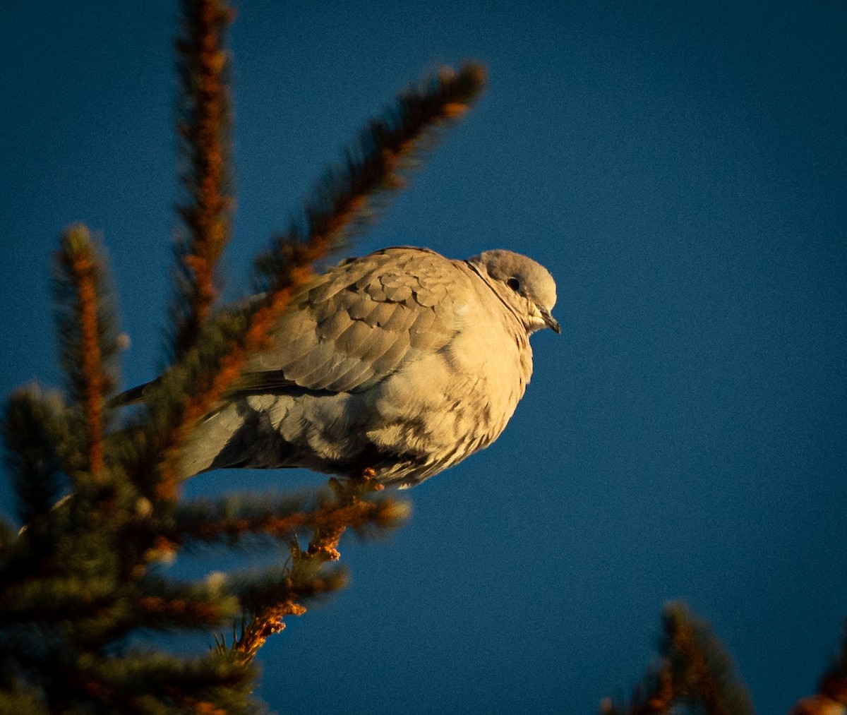 Eurasian Collared-Dove - ML530726111