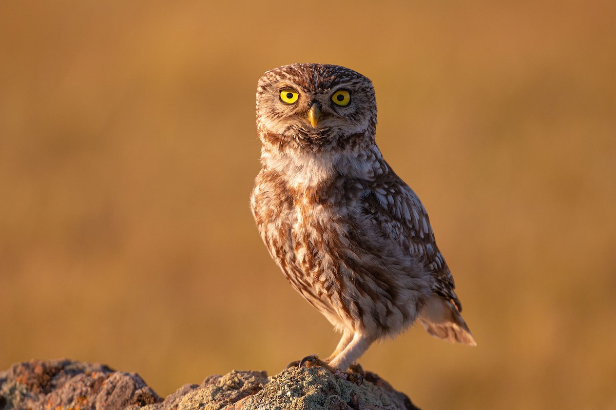 Little Owl - ML530726151