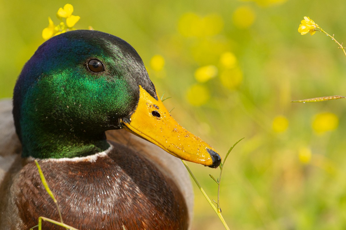 Mallard - ML530726231