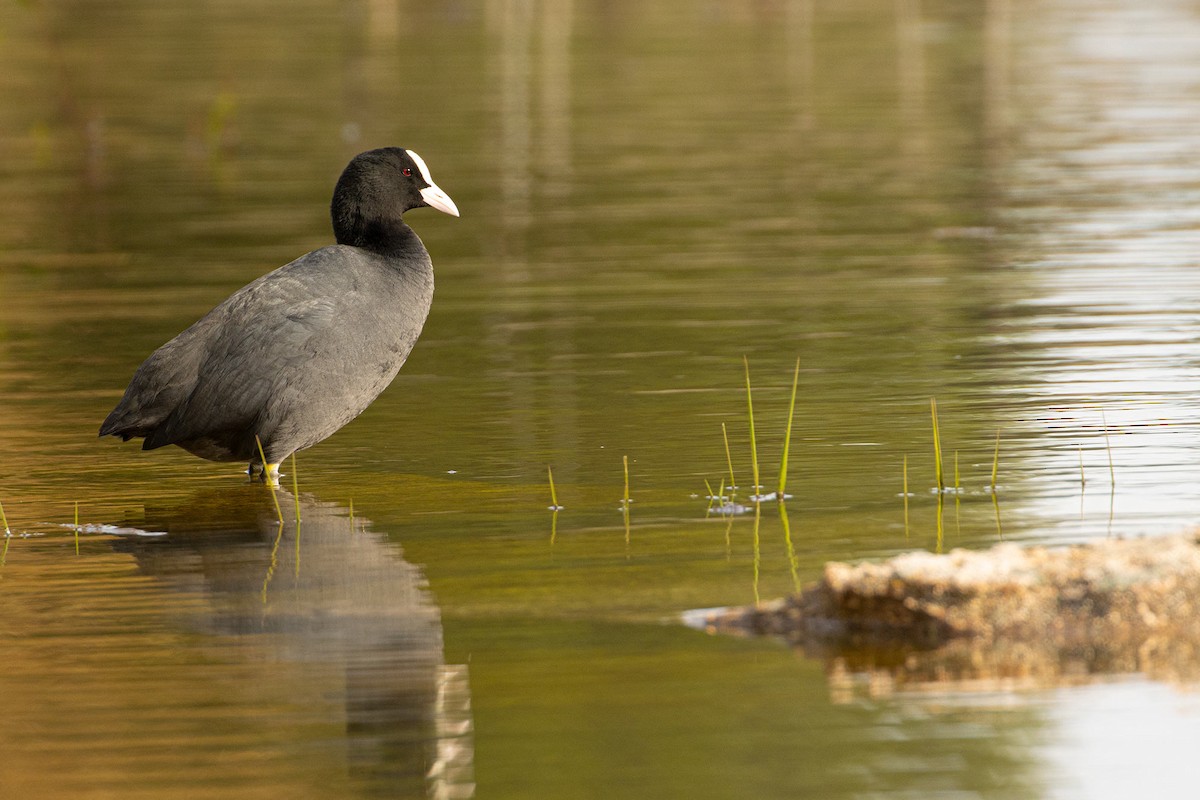 Eurasian Coot - ML530726311