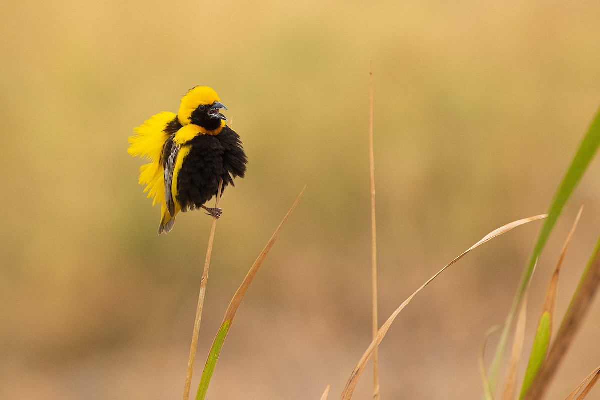 Yellow-crowned Bishop - ML530726681