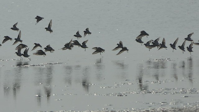 Little Stint - ML530726721