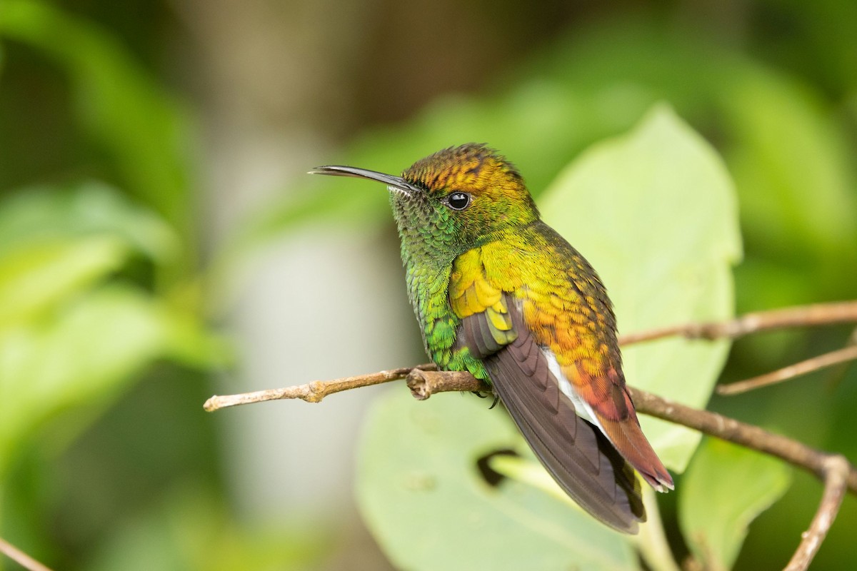 Coppery-headed Emerald - ML530726781