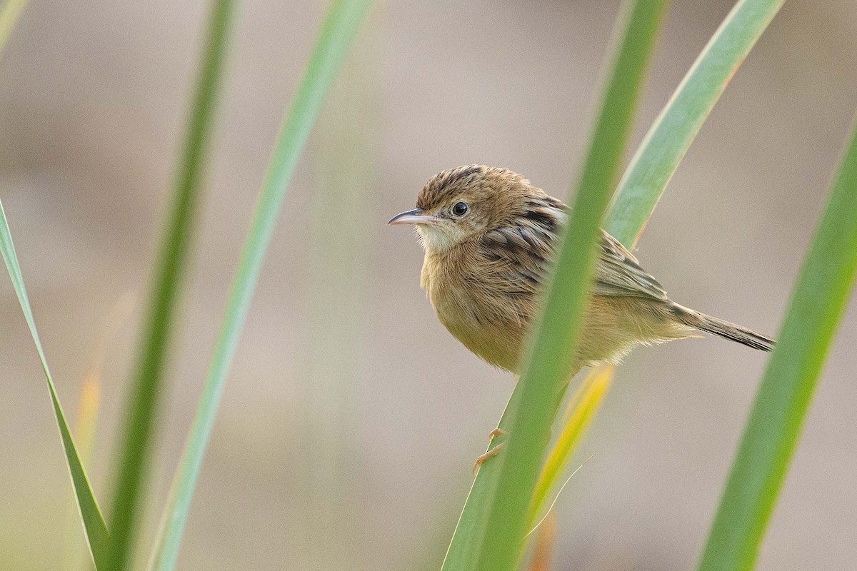 Zitting Cisticola - ML530727051