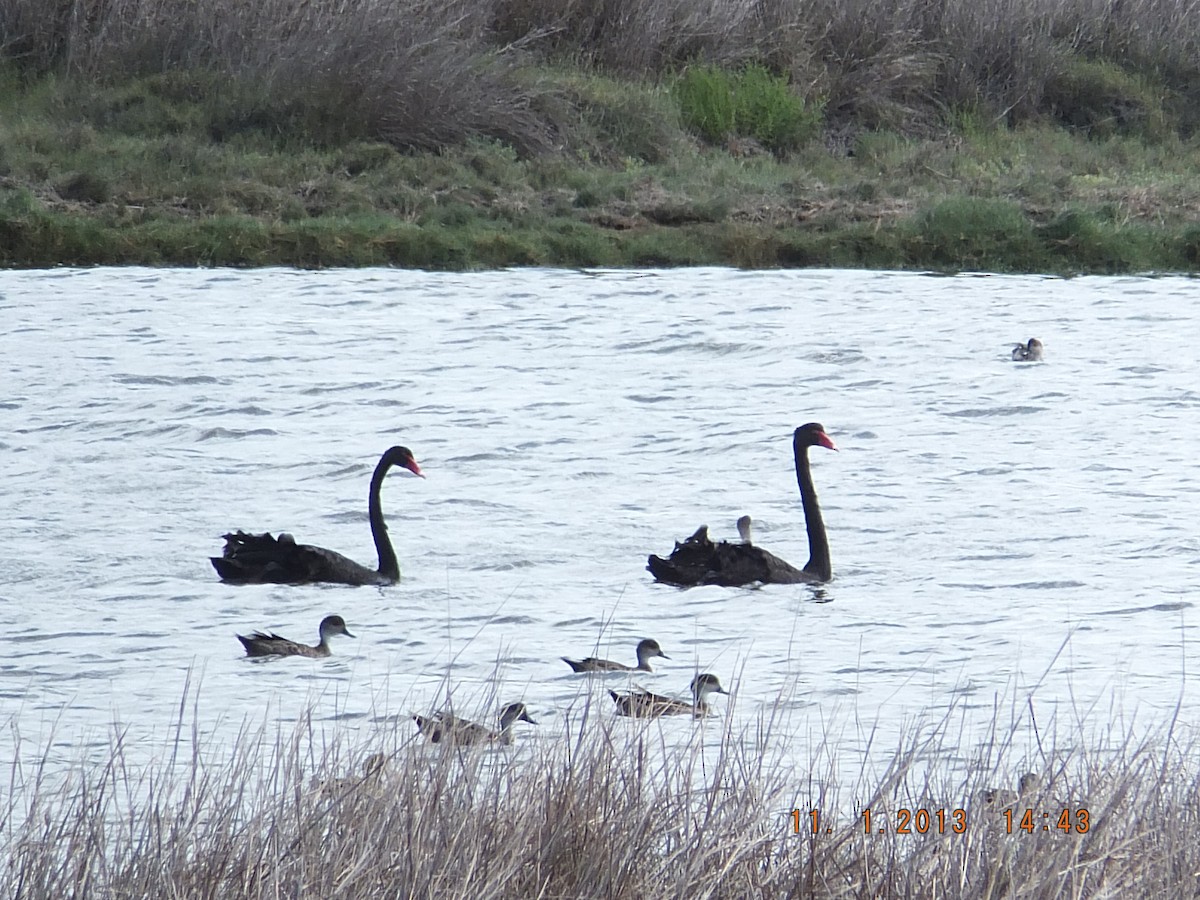 Black Swan - ML530727351