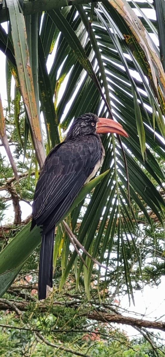 Crowned Hornbill - ML530727421