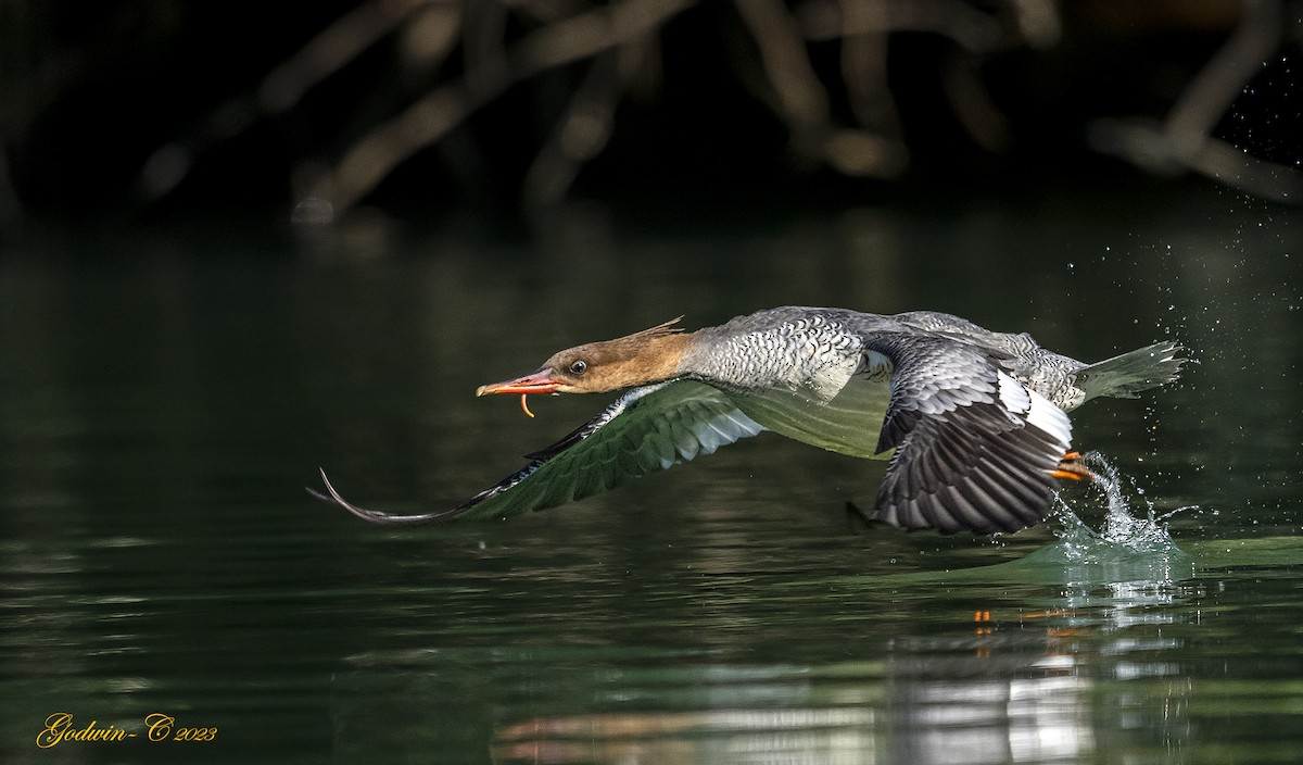 Scaly-sided Merganser - ML530728011