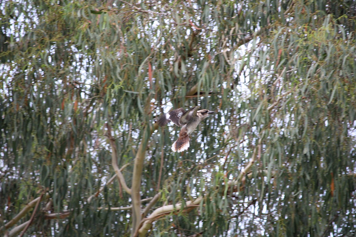 Laughing Kookaburra - Sean Farmer