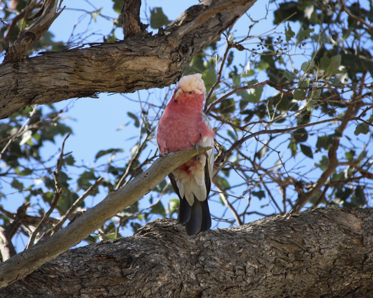 Cacatúa Galah - ML530728151