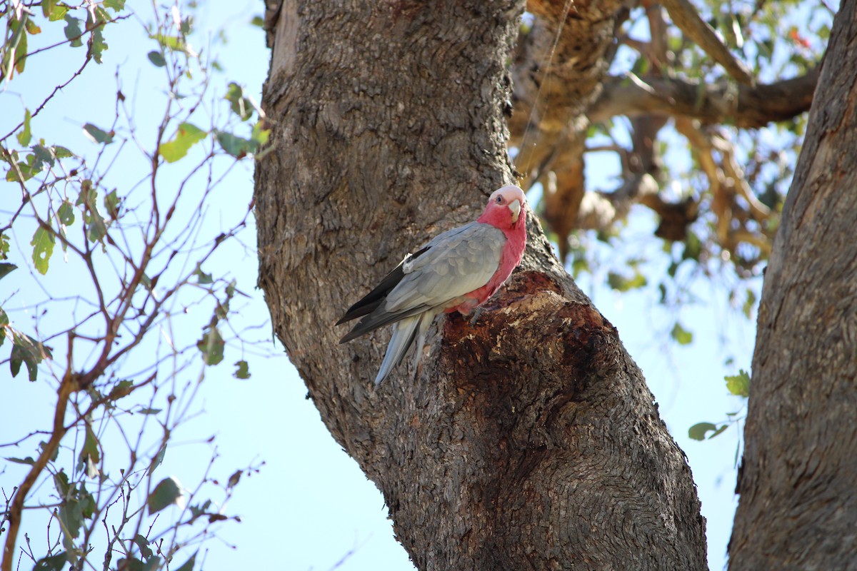 Cacatúa Galah - ML530728161