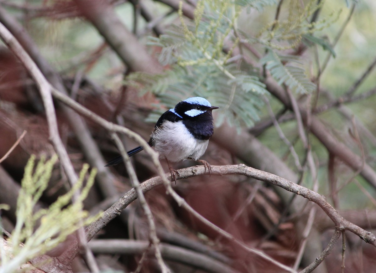 Superb Fairywren - ML530728171