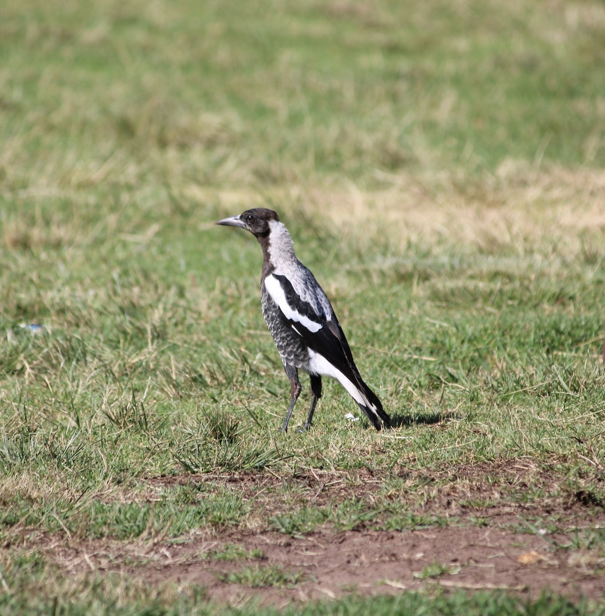 Australian Magpie - ML530728211