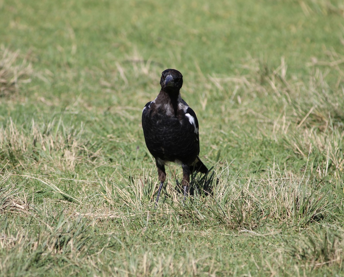 Australian Magpie - ML530728221