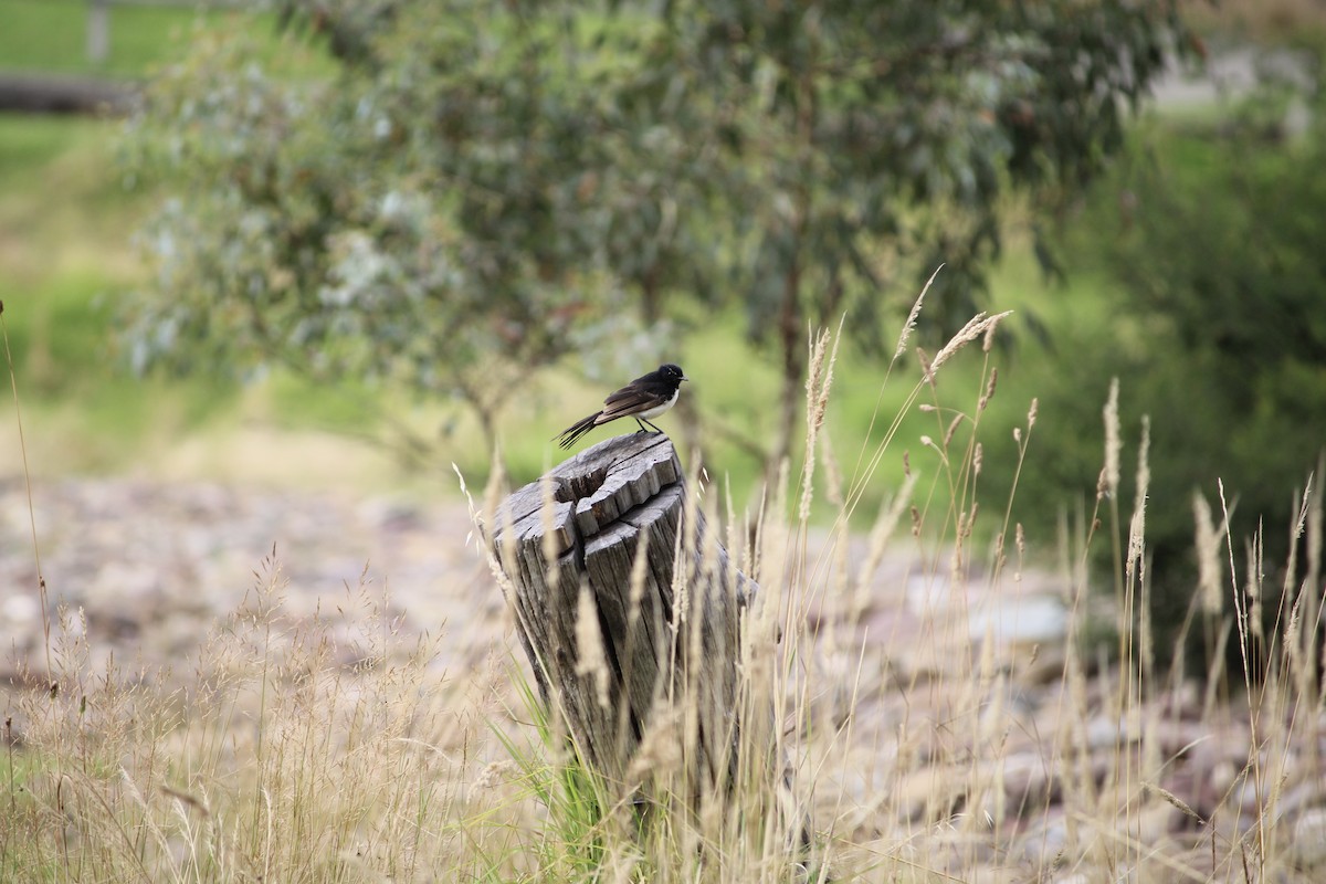 Willie-wagtail - ML530728231