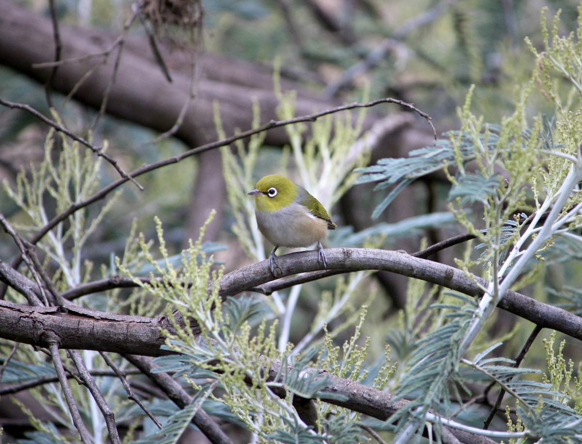 Silvereye - Sean Farmer