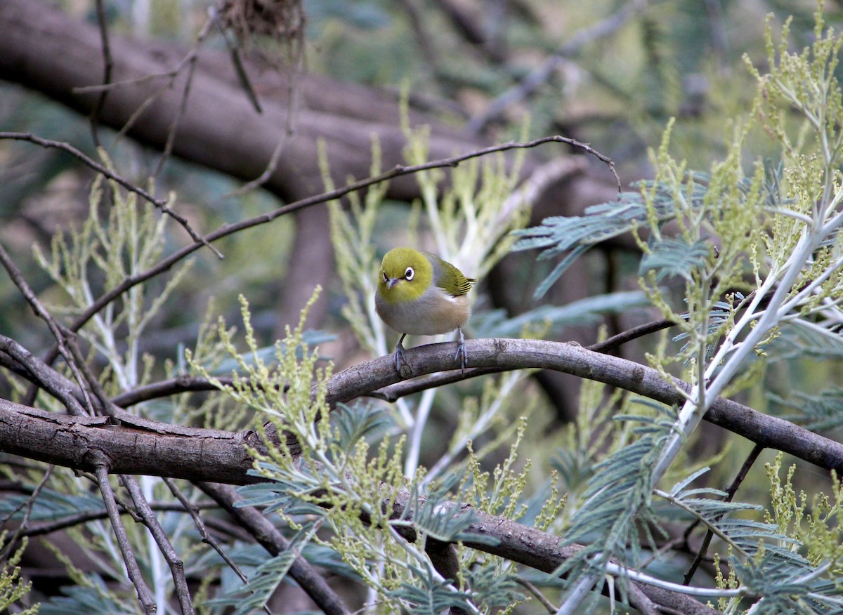 Silvereye - ML530728281