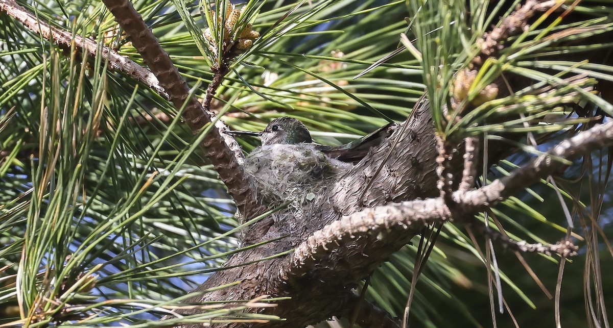 rødmaskekolibri - ML530728341