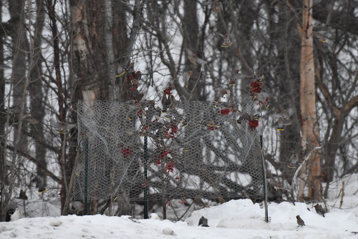 Bohemian Waxwing - ML530728521