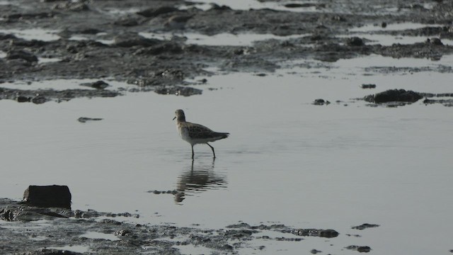 Curlew Sandpiper - ML530729091