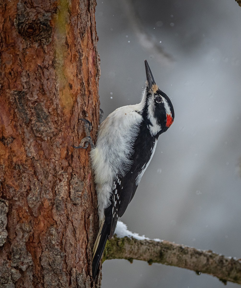 Hairy Woodpecker - ML530729101