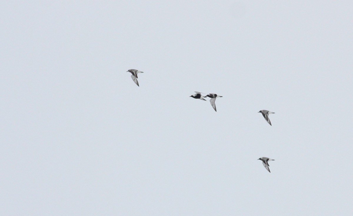 Black-bellied Plover - Jay McGowan