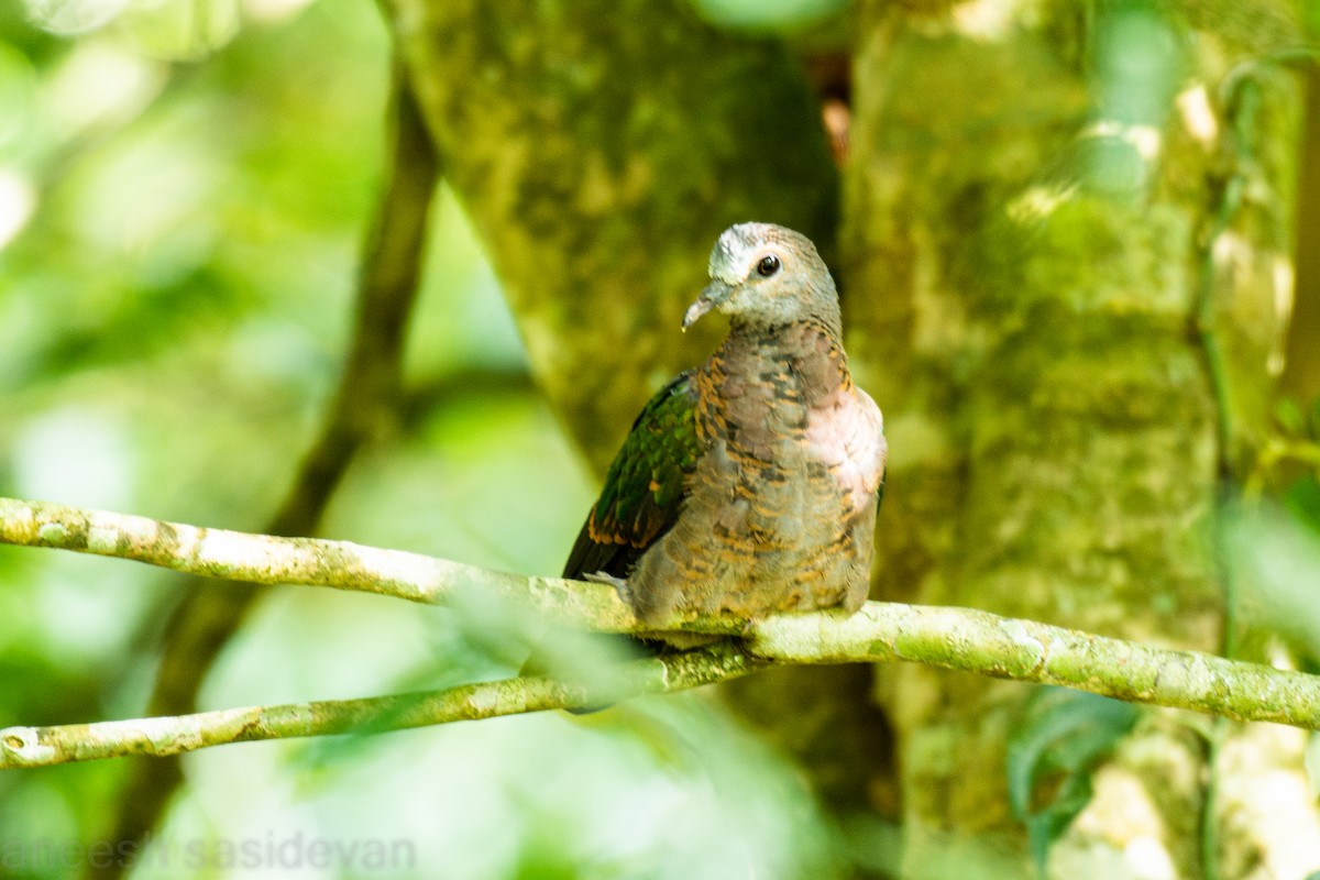 Asian Emerald Dove - ML530729531