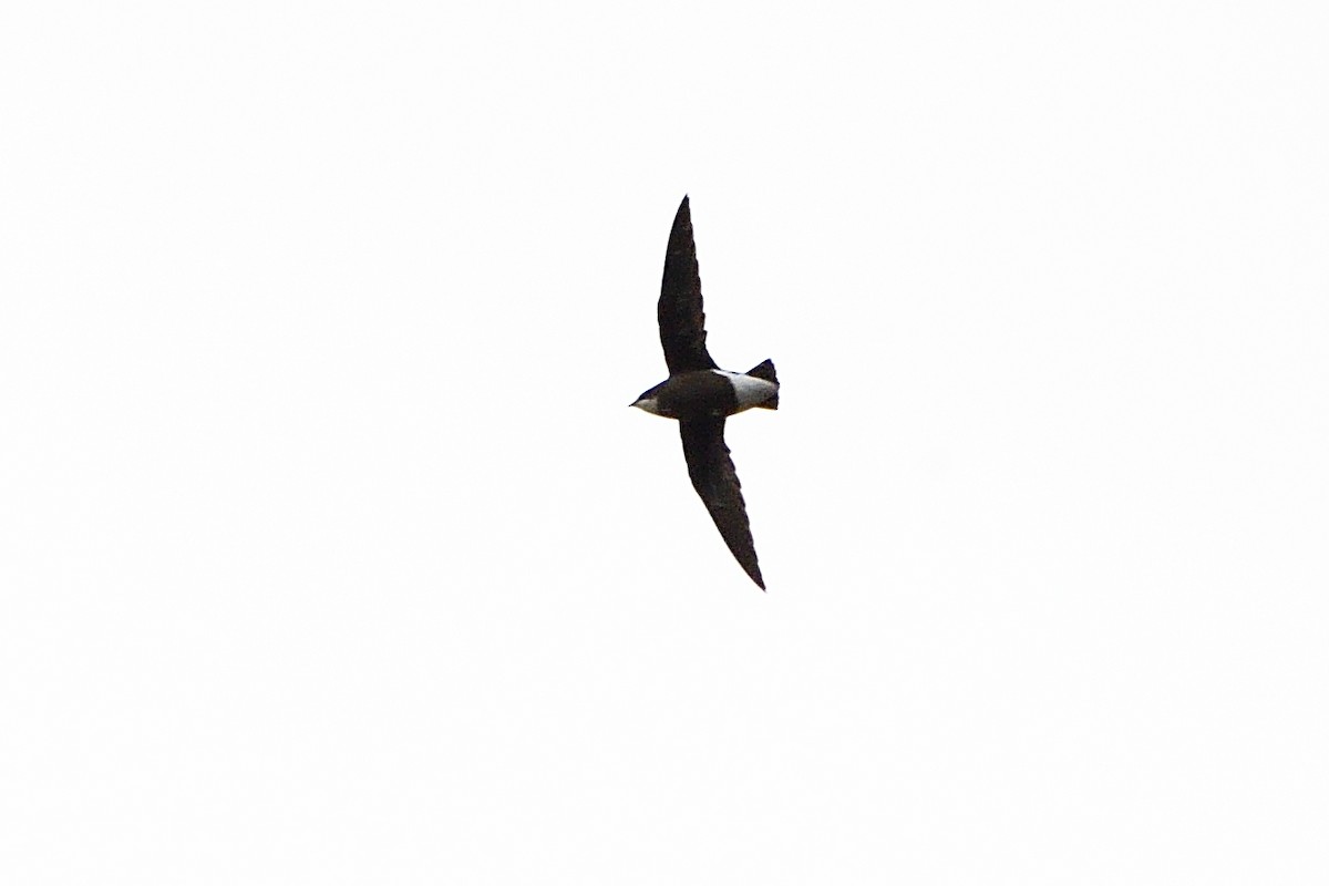 White-throated Needletail - ML530729791