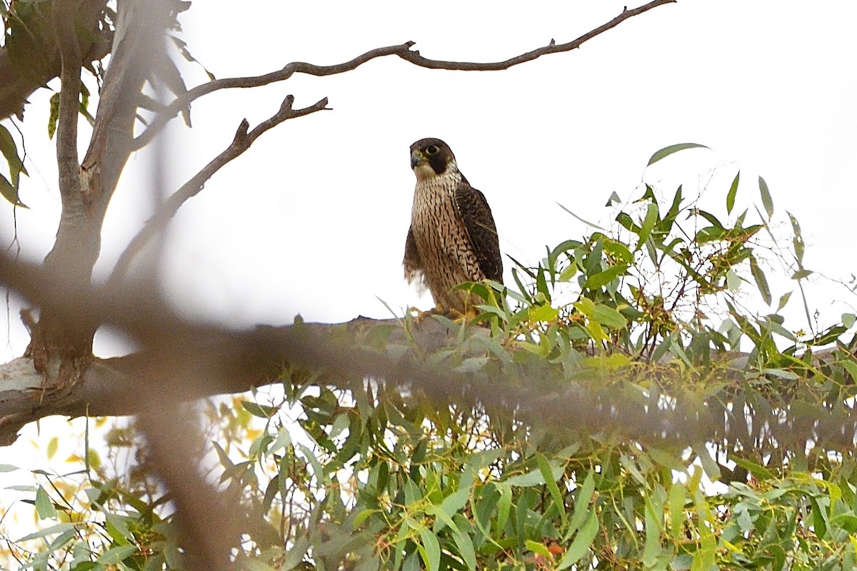 Peregrine Falcon - ML530729891