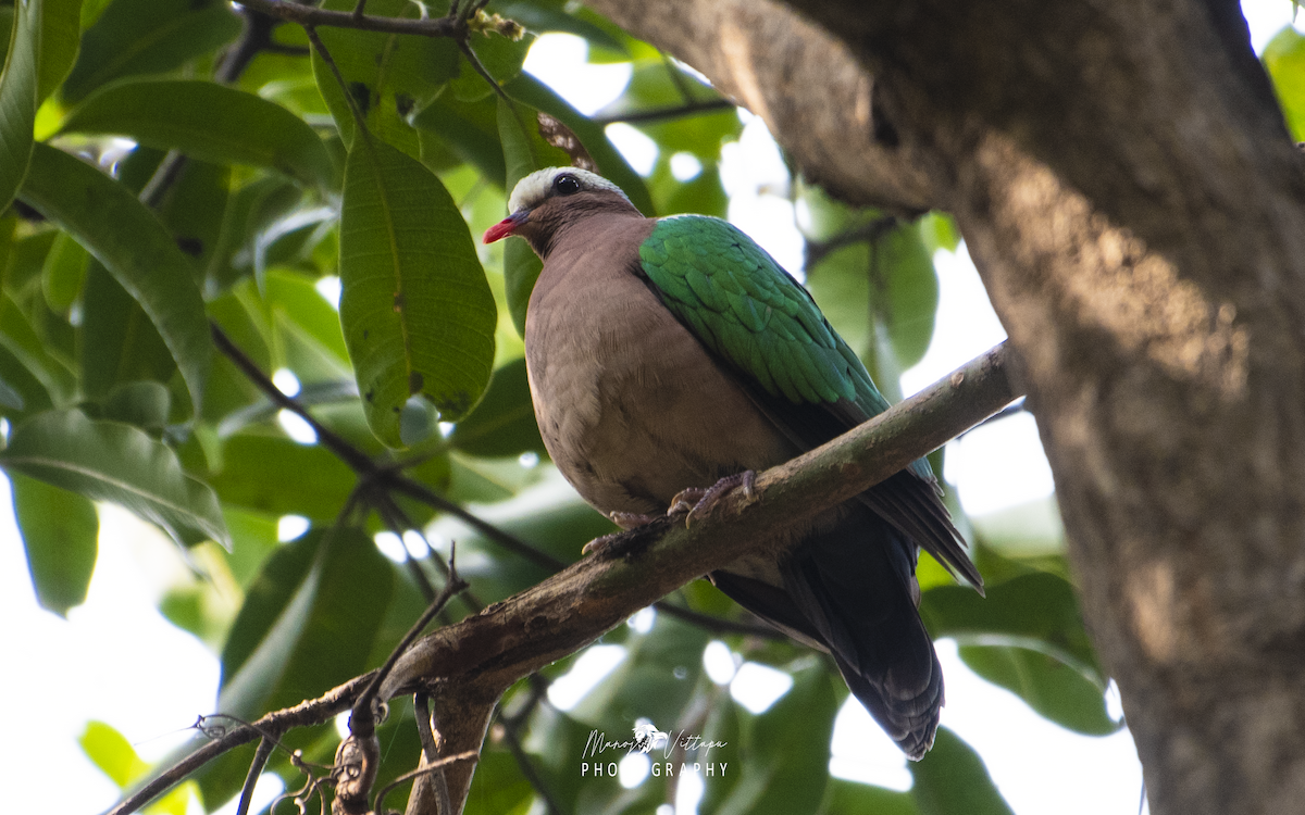 Asian Emerald Dove - ML530730041