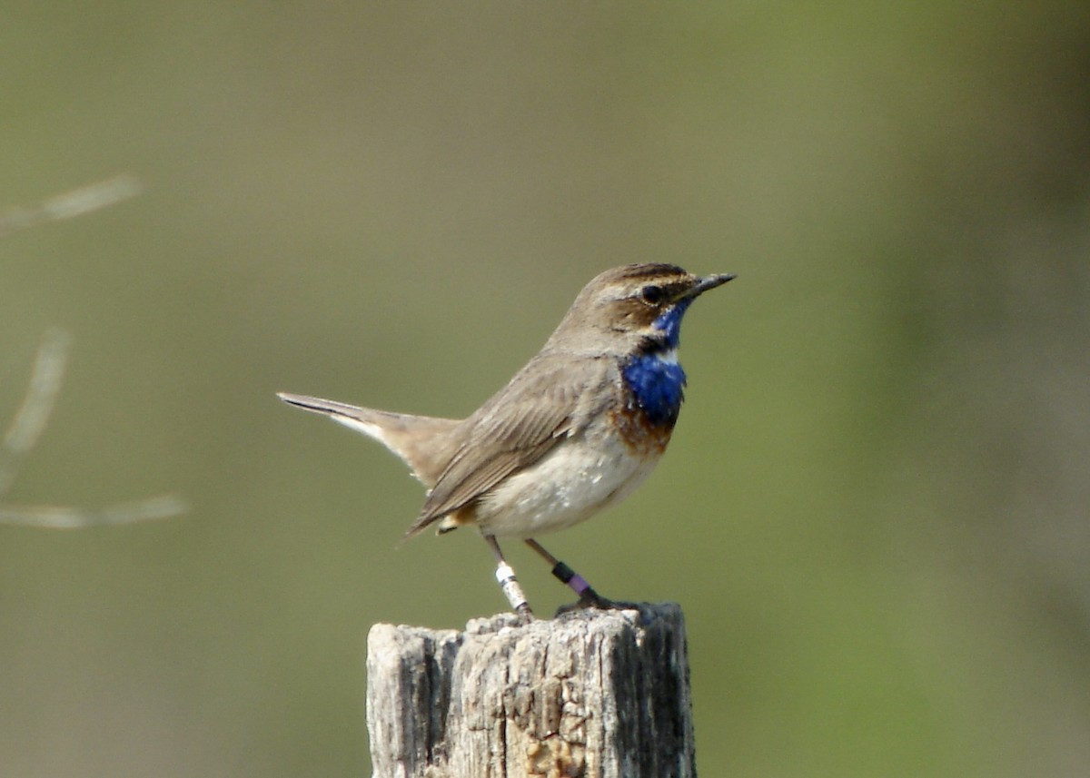 Bluethroat (White-spotted) - Pascal Aleixandre