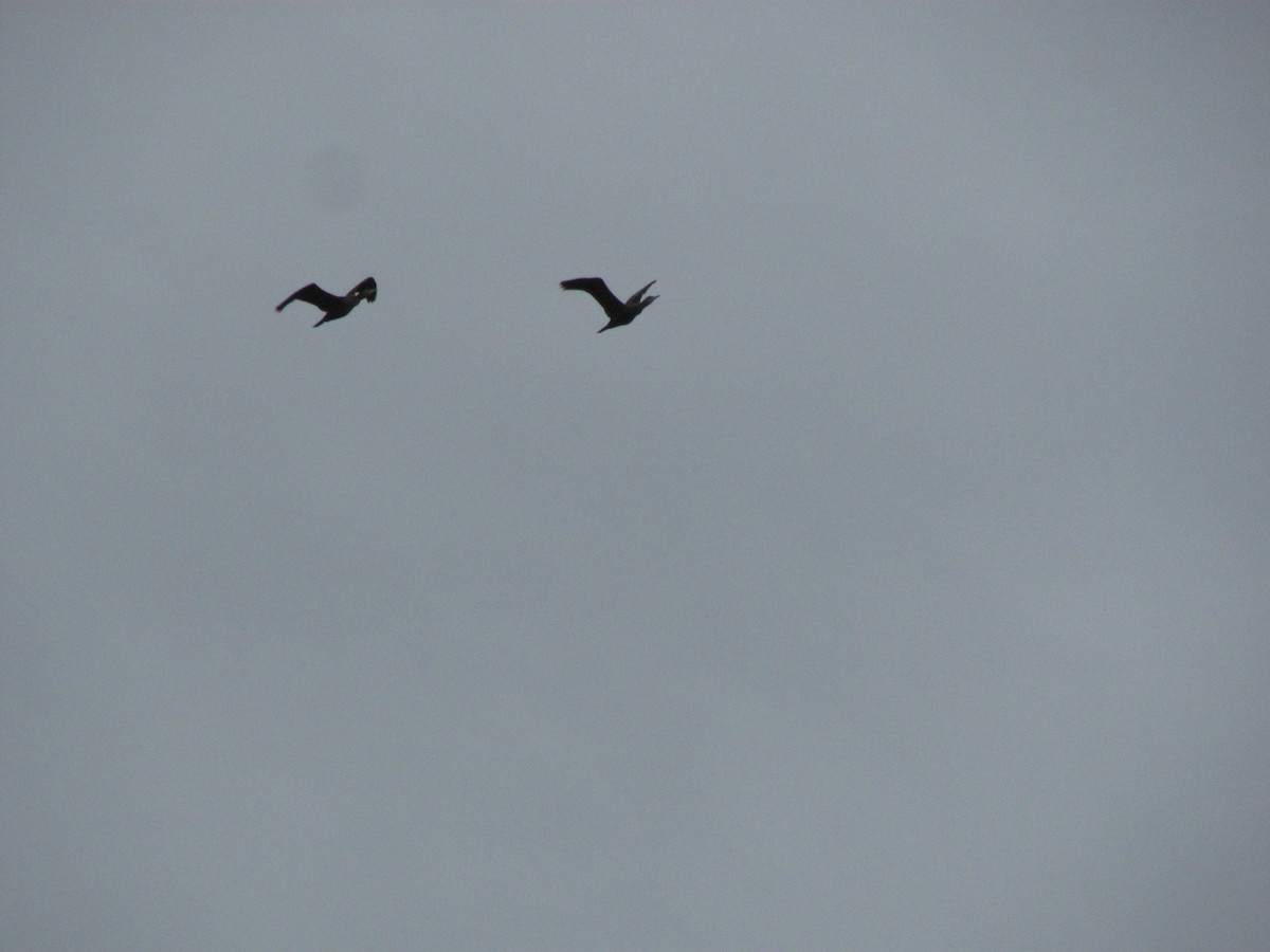 Тураг гогой - ML530732341