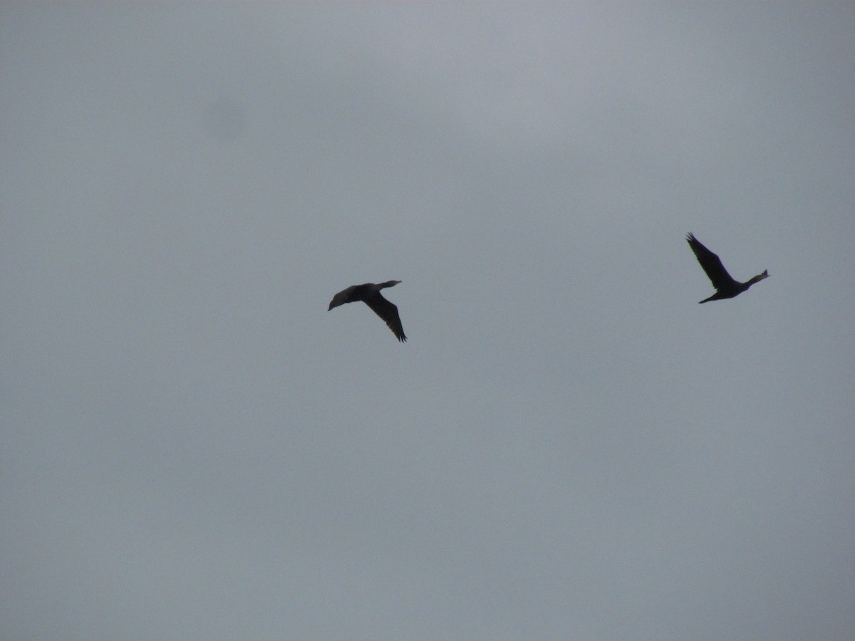 Тураг гогой - ML530732351