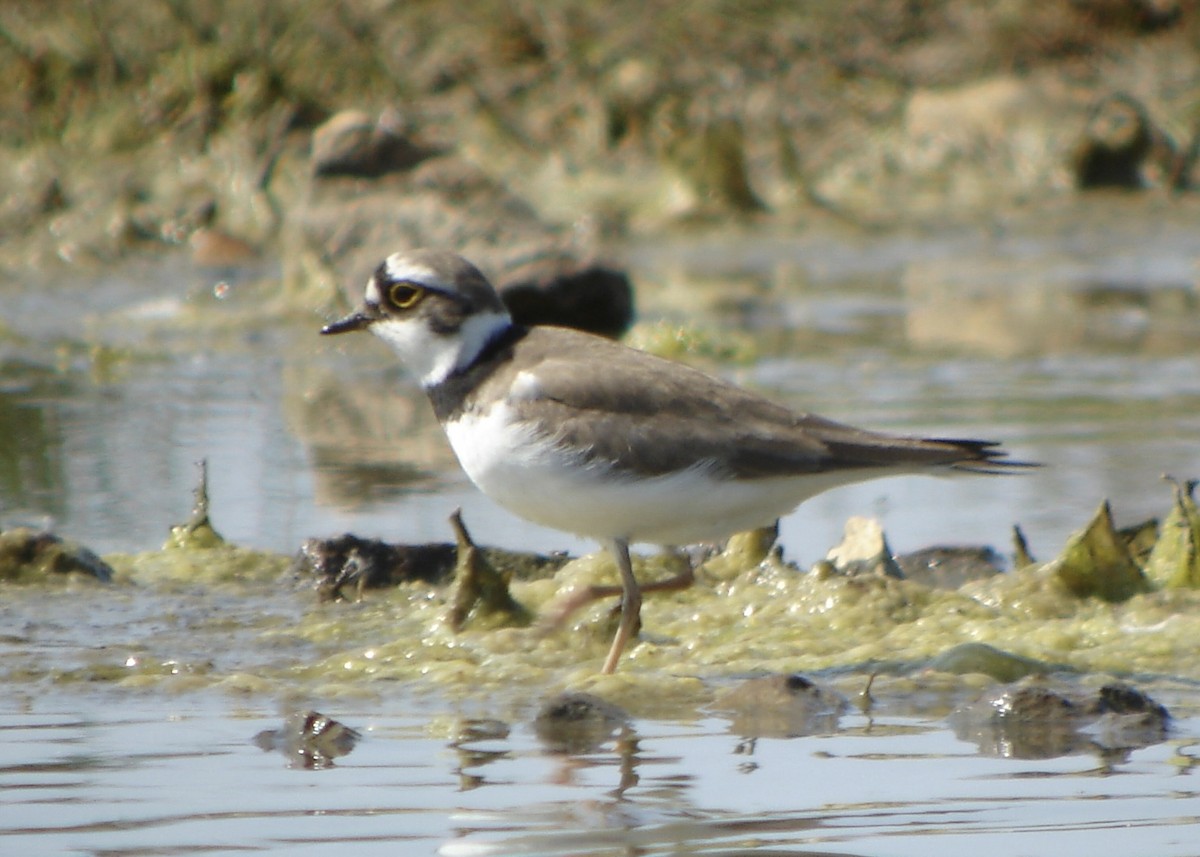 Little Ringed Plover (curonicus) - Pascal Aleixandre