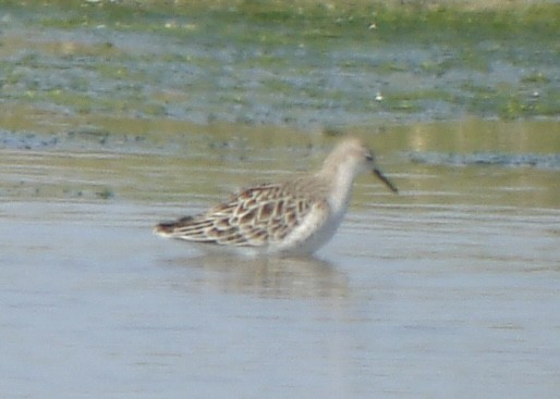 Ruff - Pascal Aleixandre