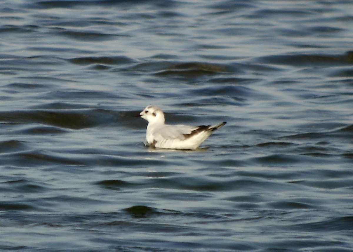 Little Gull - ML530733371