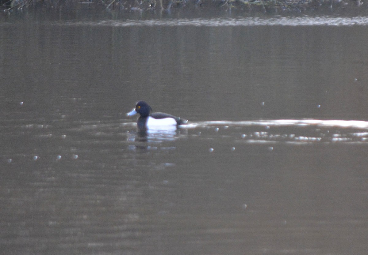 Tufted Duck - ML530733801
