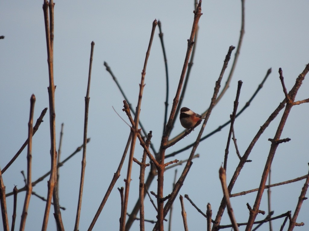 Chestnut-backed Chickadee - Zev Doll-Schmitz