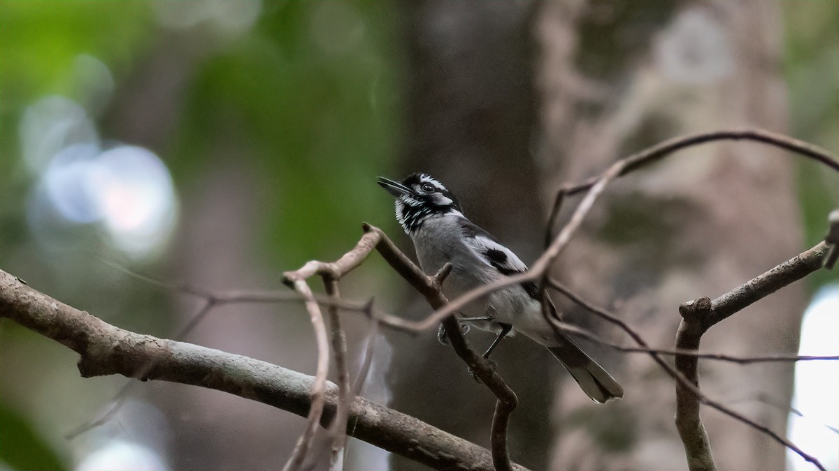 White-eared Monarch - ML530735201