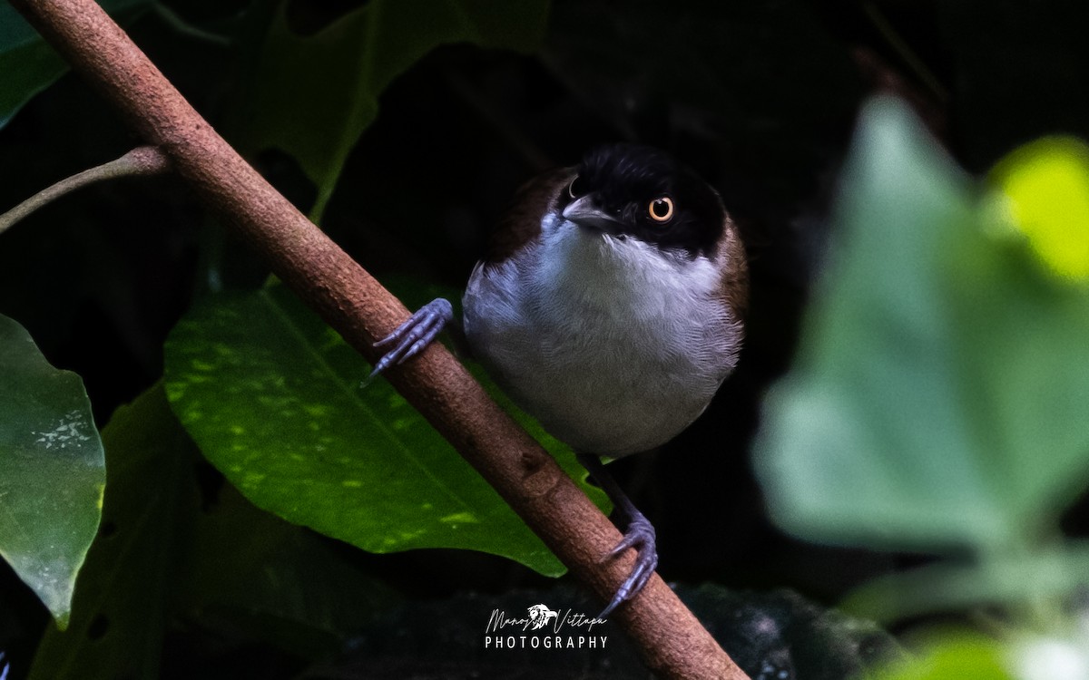 Dark-fronted Babbler - ML530735611