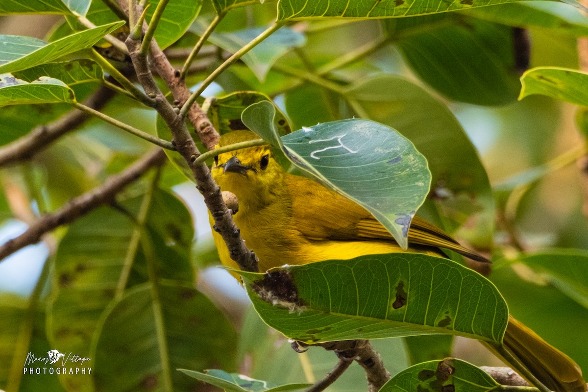 Yellow-browed Bulbul - ML530735691