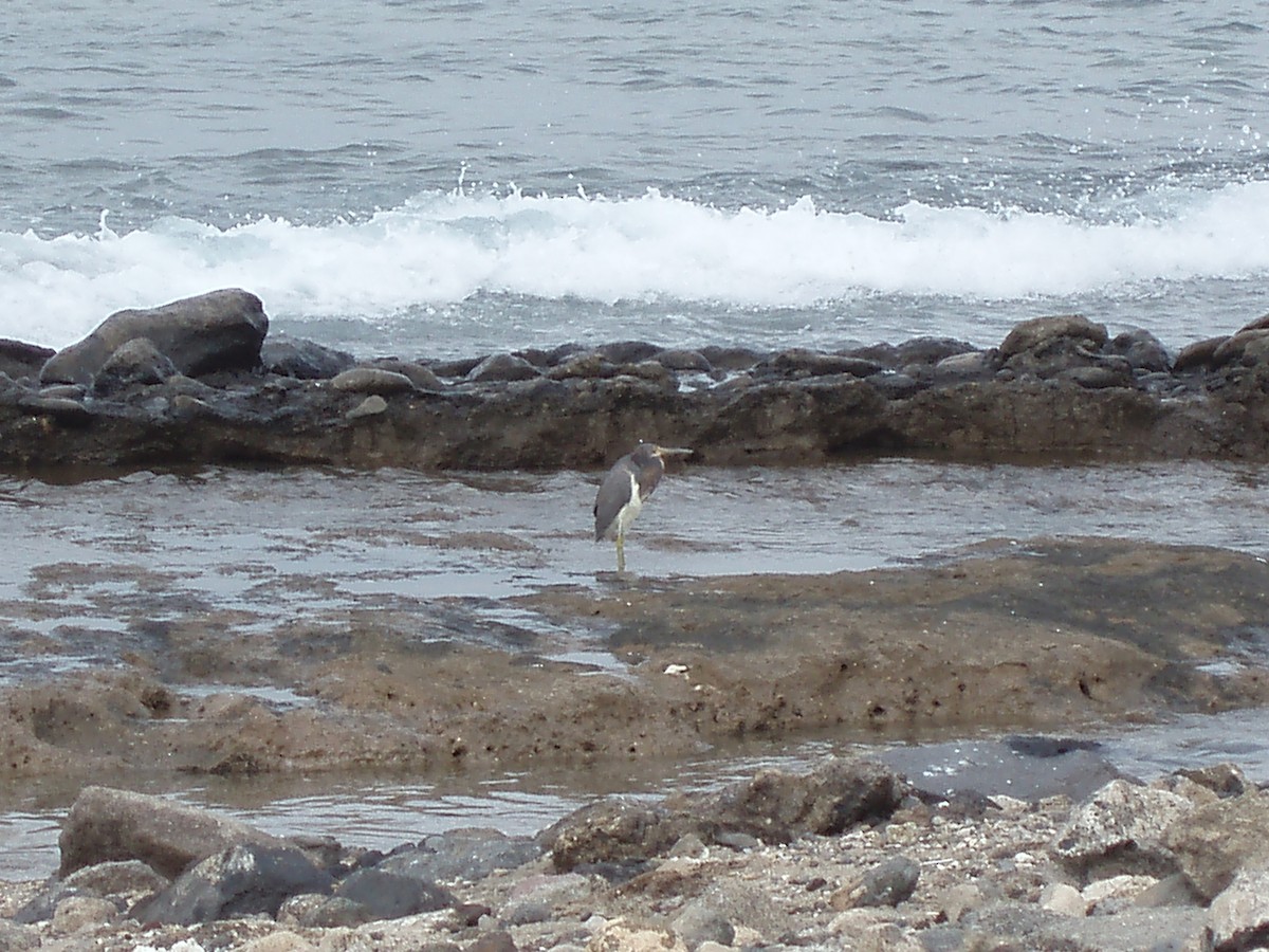 Tricolored Heron - ML530736081