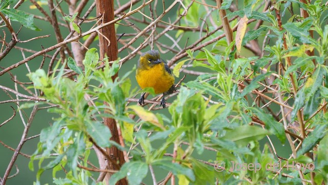 Lacrimose Mountain Tanager (Perija) - ML530736271