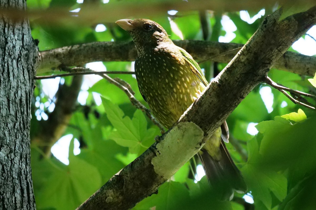 Green Catbird - Jenny Stiles