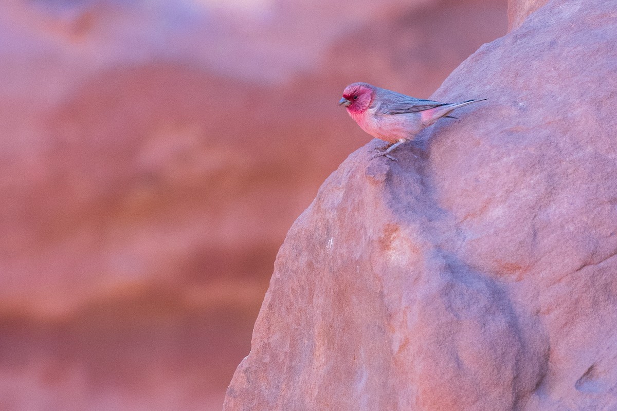 Sinai Rosefinch - Marcin Dyduch