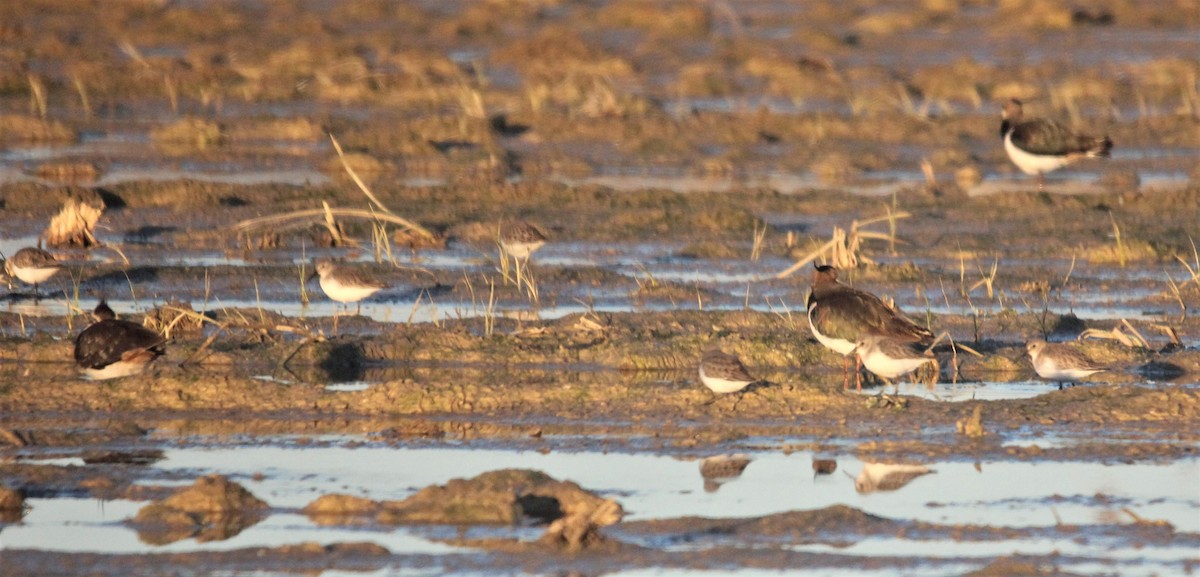 Dunlin - ML530737541