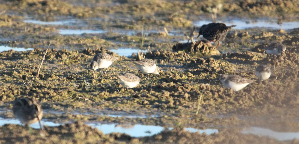 Little Stint - ML530737571