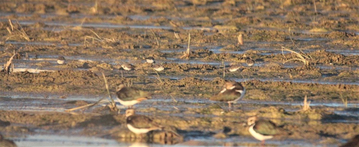 Little Stint - Quim Minoves