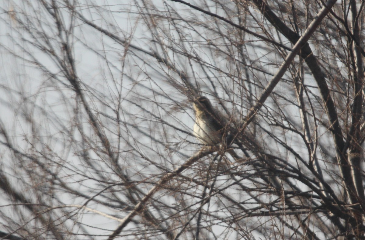 Eurasian Wryneck - ML530737771