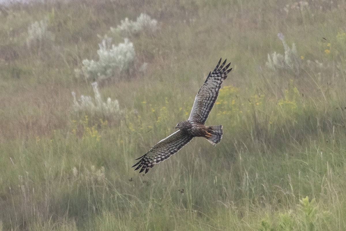 African Marsh Harrier - ML530738591