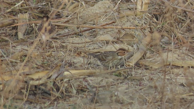 Little Bunting - ML530738641